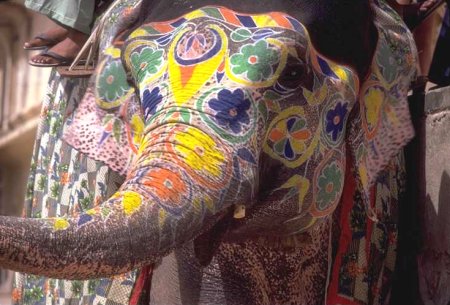 elephant painted