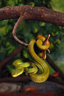 snakes in india