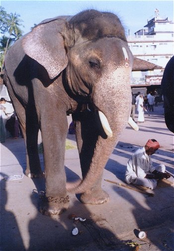 Temple Elephants 