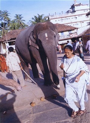 Temple Elephants 