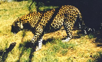 The Indian Cheetah