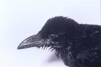Kariya, the Crow