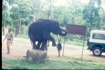 elephant training center