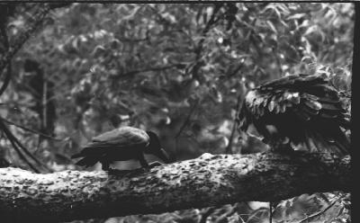 "I must teach this vulture a lesson", 1995