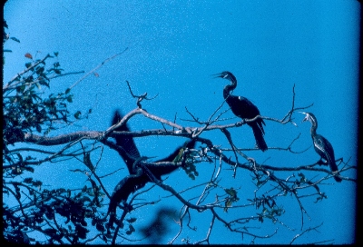 1983, Mysore