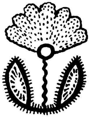 Designs from India