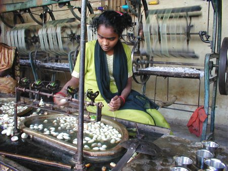 Silk Rearing in Sidlaghatta