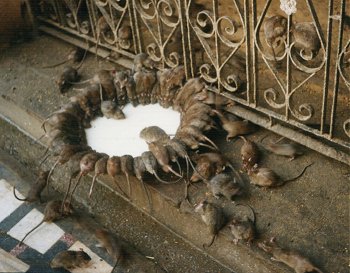 At the Temple of Rat, Bikaner