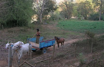Horse Walking Behind a Bullock Cart