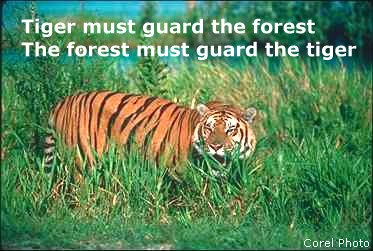 Symbiosis of Tiger and Forest