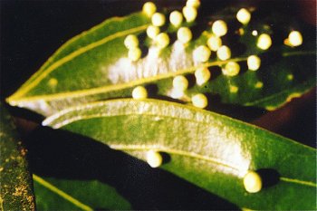 Plant Galls on Cinamon Leaves