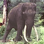 Tusker in the Forest