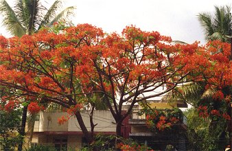 The Flowers of a Bangalore Street