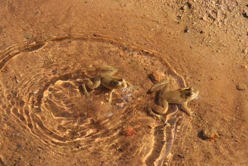 Frogs in Synchronized Swimming