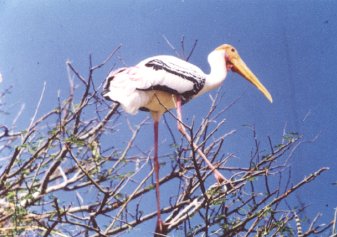 Picture of a Painted Stork