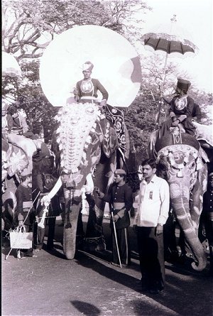 Elephants of Mysore Dasara  