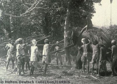 Men Taming a Wild Elephant