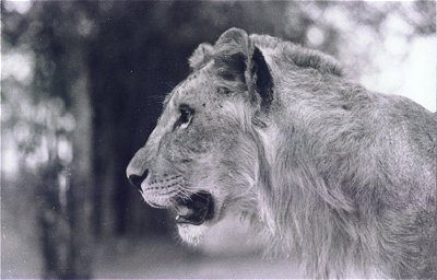 Lion of Bannerghatta National Park