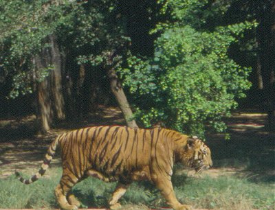 Tiger at Patna Zoo