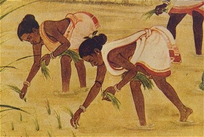 Women Sowing Seeds