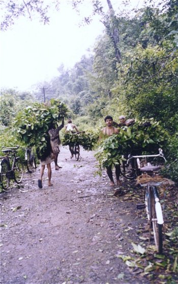 Team of Forest Workers