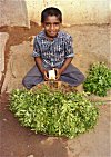 Boy Selling Curry Leaves
