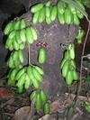 The Bimbal Fruit Bunch
