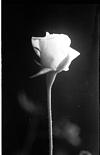 blooming rose