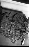 Adivasi shows made of fibers
