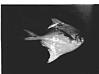 A photo of a rare fish variety, 1984