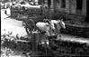 Bullock at the entrance, near kamat's house, 1982