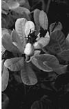 Cashew fruit with nut, 1982