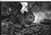 Watchful cat, 1982