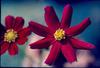 Flowers of India