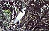 A Pond Heron (Ardeola grayii)