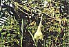 Baya weaver bird (Ploceus philipinus), Ranganatittu