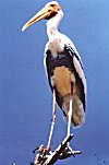 A Painted Stork near Ranganatittu in Karnataka