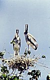 Two Young Painted Storks in their Nest