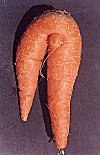 Curvacious Carrot