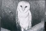 Kamat's Animals