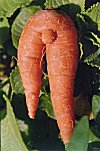 The Horny Carrot