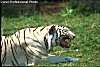 Picture of a White Tiger