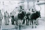 Bodhu the Waterman, Jaipur, 1968
