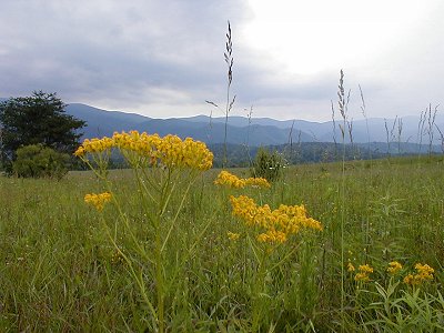 Yellow Flowers and Mountains