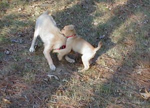 Barkley and Titin Playing