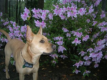 TinTin Smelling Flowers