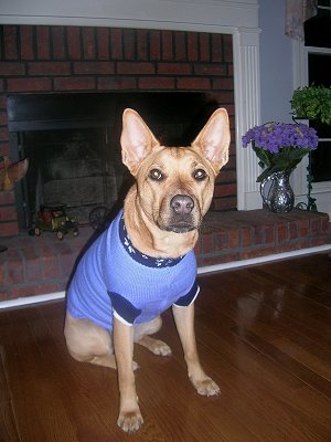 TinTin in Dog Sweater